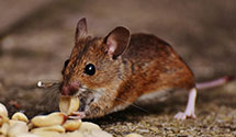 24 Hour & Emergency Exterminators in Outlook, MT